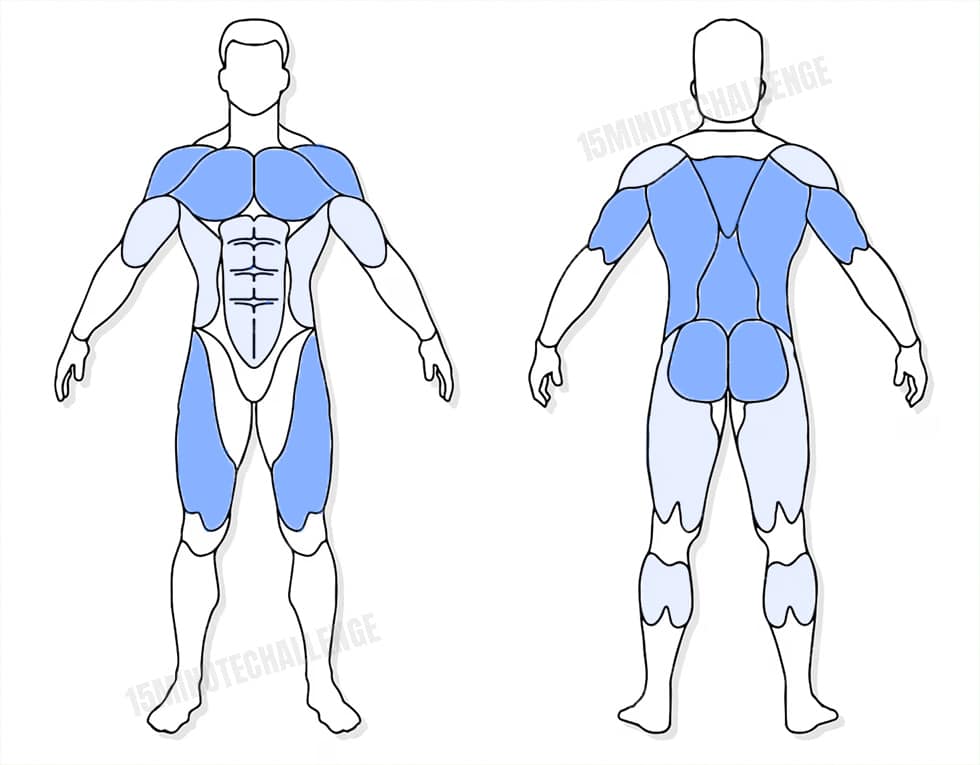 visuel anatomique des muscles sollicités par l'exercice du Man Maker