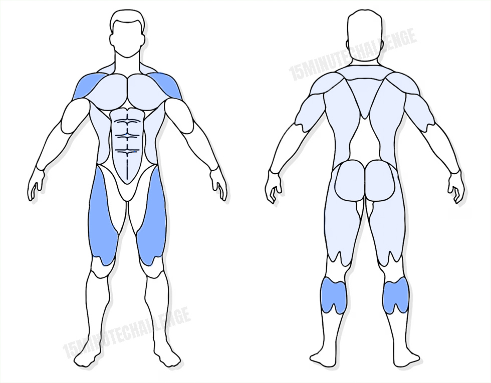 visuel anatomique des muscles sollicités par l'exercice du Running Punches