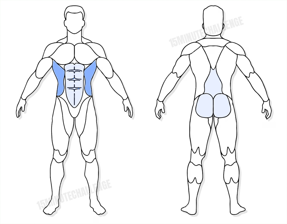 visuel anatomique des muscles sollicités par l'exercice du Standing Twist