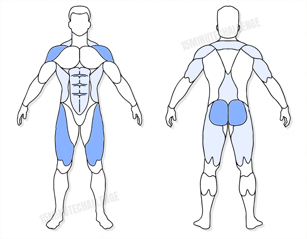 visuel anatomique des muscles sollicités par l'exercice du Thruster avec haltères
