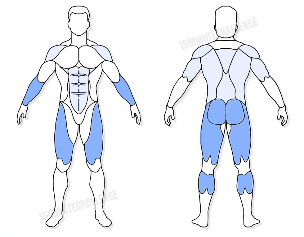 visuel anatomique des muscles sollicités par l'exercice de la corde à sauter