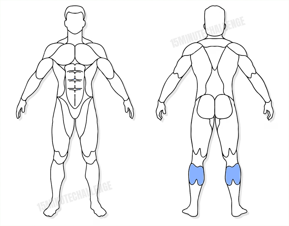 visuel anatomique des muscles sollicités par l'exercice des extensions mollet