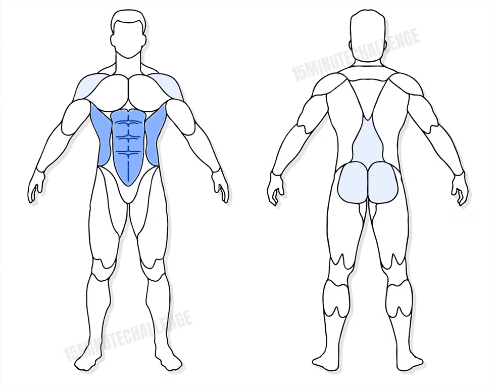 visuel anatomique des muscles sollicités par l'exercice de la Planche avec extension brasjambe