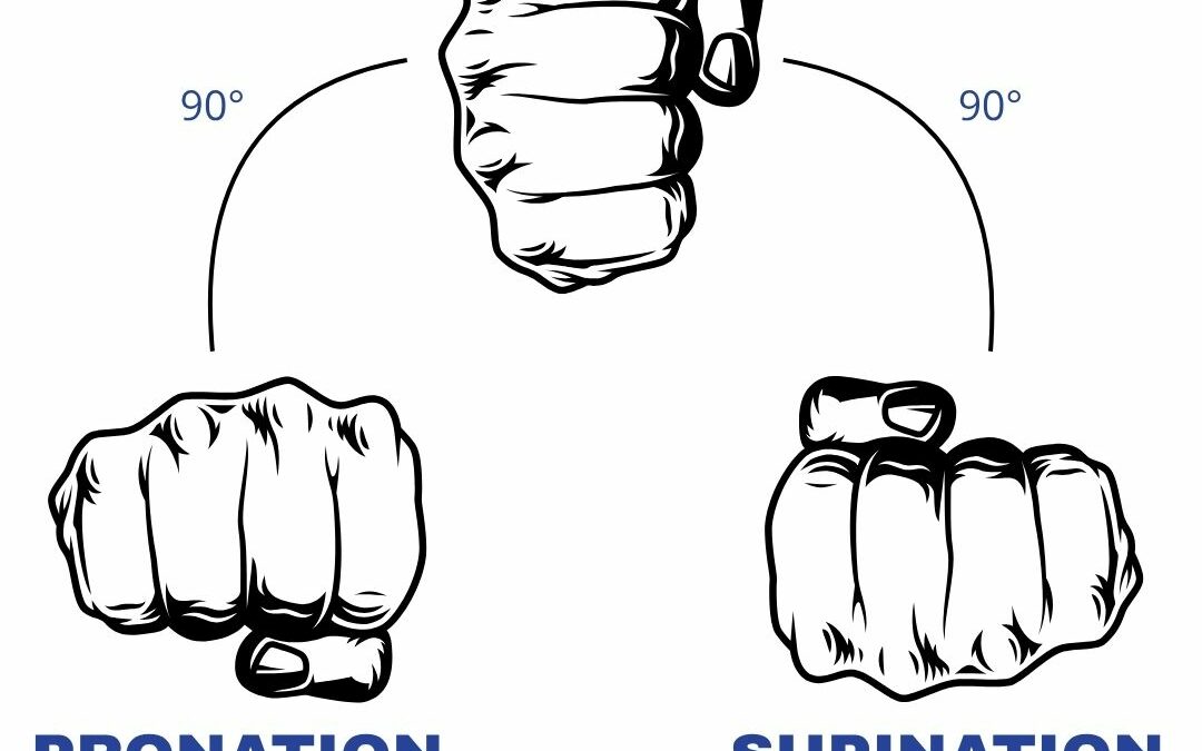 Prise d’Haltères (Pronation, Supination, Marteau) : Le Guide pour tout comprendre